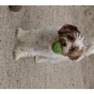 Image of piña, Lost Dog