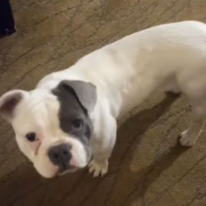 Image of Little Girl, Lost Dog