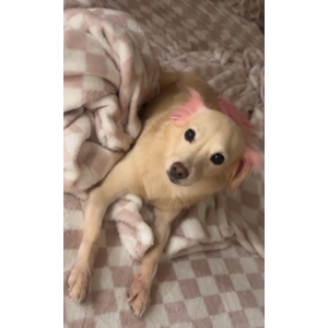 Lost Dog Chikis