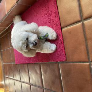Lost Dog Jackpot