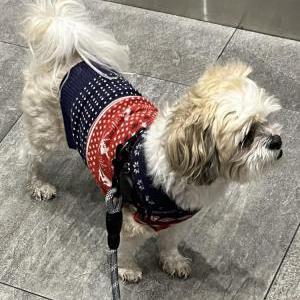 Lost Dog Coco