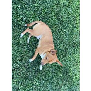 Lost Dog Canelo