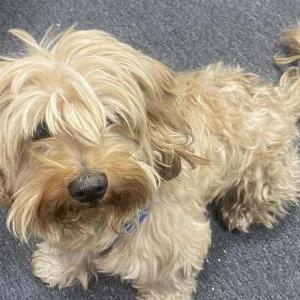 Lost Dog Dusty