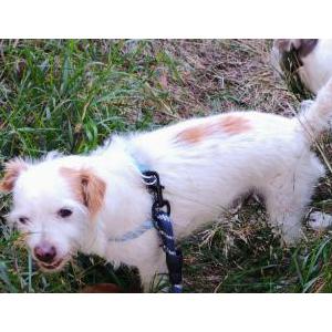 Lost Dog Woody REWARD 