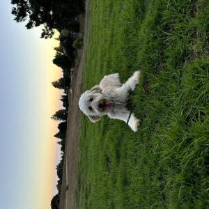 Image of Luna, Lost Dog