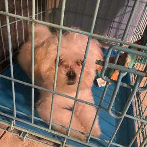 Lost Dog Luna