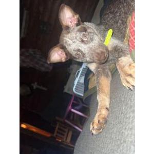 Image of rusty, Lost Dog