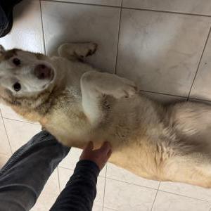 Found Dog Unknown