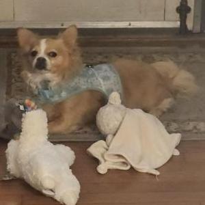 Lost Dog Eddie