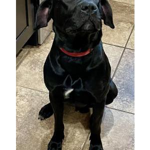 Found Dog Unknown
