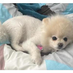 Lost Dog Chanel