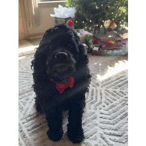 Image of Truffle, Lost Dog