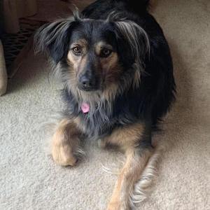 Lost Dog Ruby