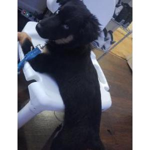 Lost Dog caca