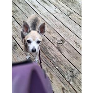 Image of Tiny, Lost Dog
