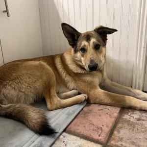 Found Dog Unknown