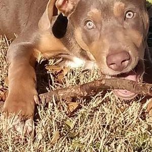 Image of Kato, Lost Dog