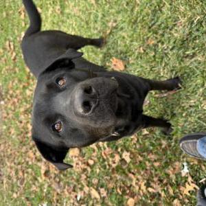 Lost Dog Roscoe
