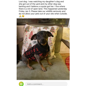 Lost Dog Kiwi