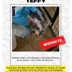 Lost Dog Teffy