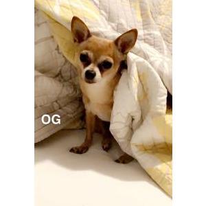 Image of Pia, Lost Dog