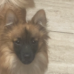Lost Dog j2