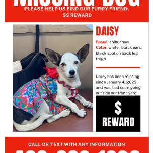 Lost Dog Daisy