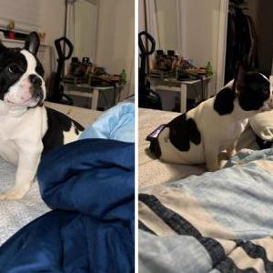 Lost Dog Domino