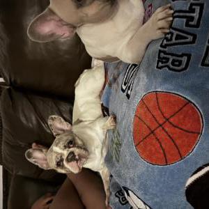 Lost Dog Lilo