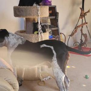 Lost Dog Gator