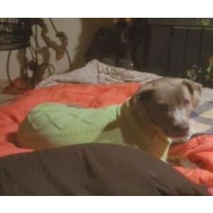 Lost Dog Lillie