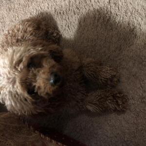 Found Dog unknown