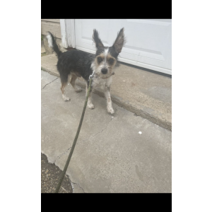 Lost Dog Max