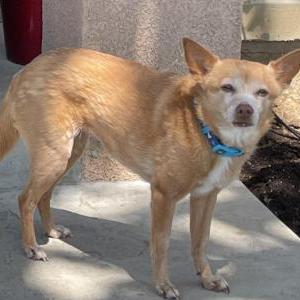 Lost Dog Peaches