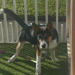 Found Dog Unknown