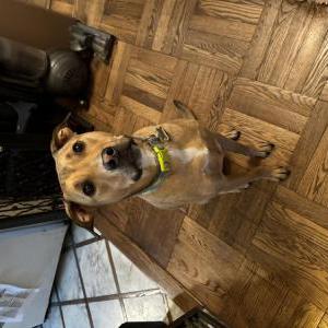 Image of Rosie, Lost Dog