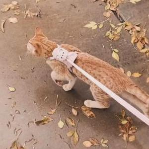 Image of Pumpkin, Lost Cat