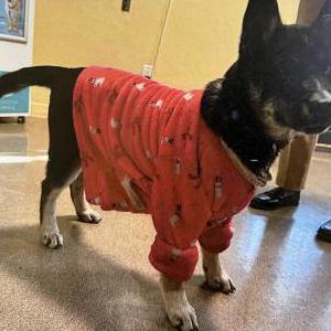Found Dog Unknown