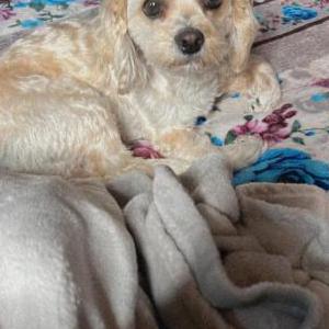Lost Dog Mila