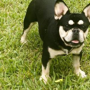 Lost Dog Karma