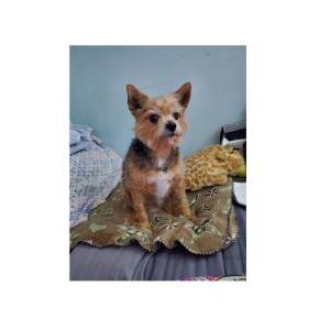 Lost Dog Bella