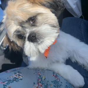Image of Caramelo, Lost Dog