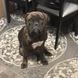 Lost Dog Koko