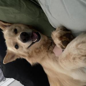 Lost Dog Eevee