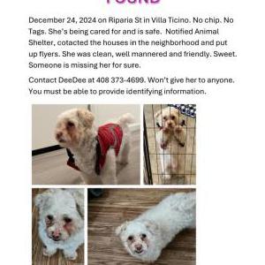 Found Dog Unknown