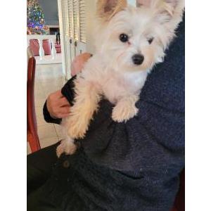 Image of unknown, Found Dog