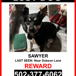 Image of Sawyer, Lost Dog