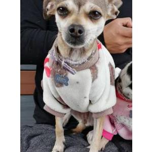 Lost Dog Arnita