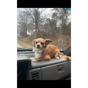 Lost Dog Gizmo
