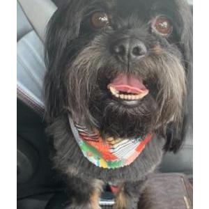 Lost Dog Manni